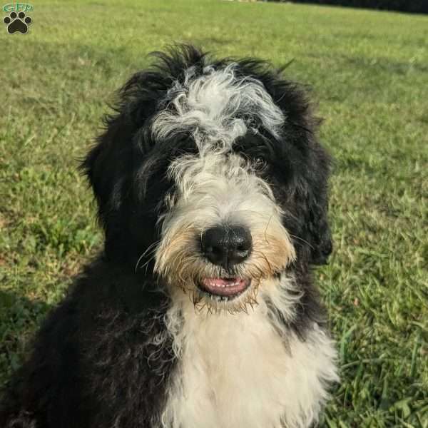 Zeke, Bernese Water Dog Puppy